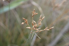 Bulbostylis burchellii