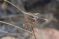 Bulbostylis burchellii