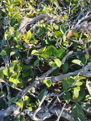 Chionanthus foveolatus