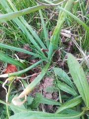 Allium