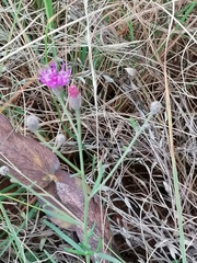 Oocephala staehelinoides