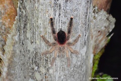 Avicularia variegata