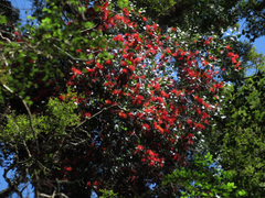 Peraxilla colensoi