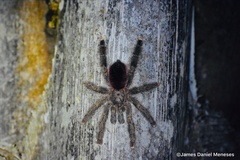 Avicularia variegata