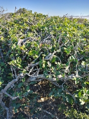 Chionanthus foveolatus