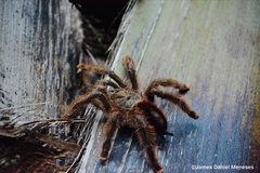 Avicularia variegata