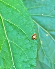 Dilatitibialis fuscomaculata