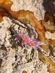 Phyllodesmium horridum