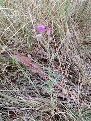 Oocephala staehelinoides