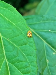 Dilatitibialis fuscomaculata