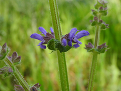 Salvia sclareoides