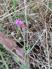 Oocephala staehelinoides
