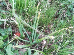 Allium