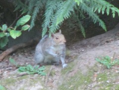 Sciurus carolinensis