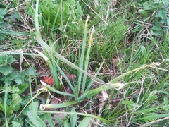 Allium