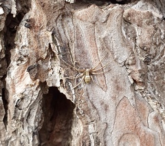 Philodromus aureolus