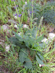 Salvia sclareoides