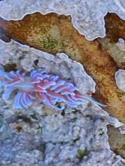 Phyllodesmium horridum