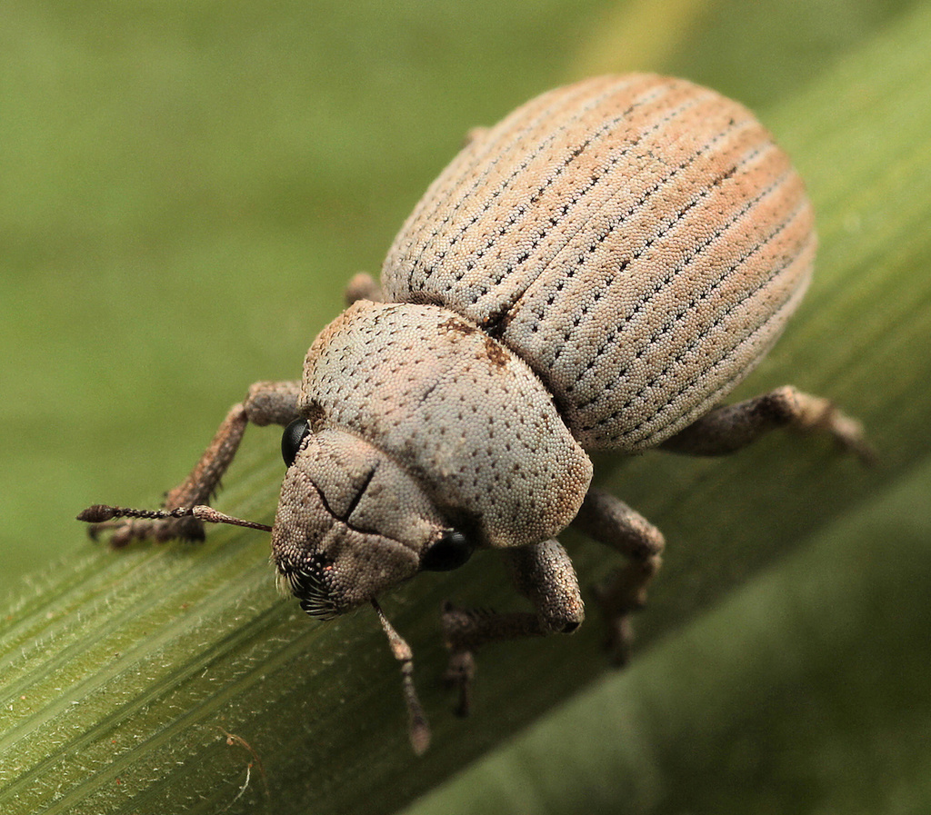 Ground Weevils