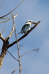 Todiramphus albicilla