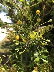 Vachellia choriophylla