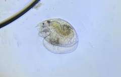 Chydorus