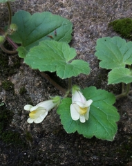 Asarina procumbens