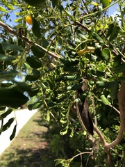 Vachellia choriophylla