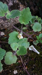 Asarina procumbens