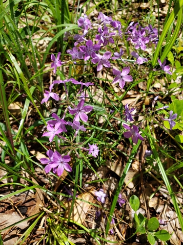 Phlox pilosa