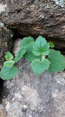 Asarina procumbens