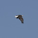 photo of Bald Eagle (Haliaeetus leucocephalus)