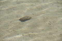 Calappa gallus