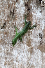 Lamprolepis smaragdina