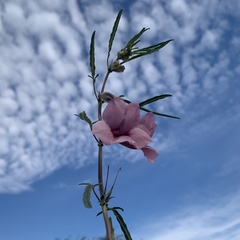 Sesamum triphyllum
