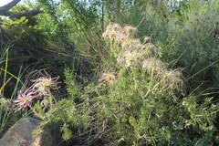 Clematis villosa