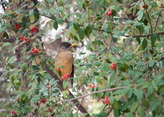 Turdus falcklandii