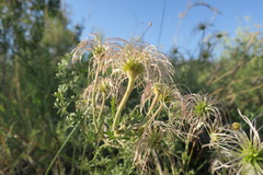 Clematis villosa