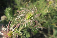 Clematis villosa