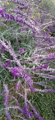 Salvia leucantha
