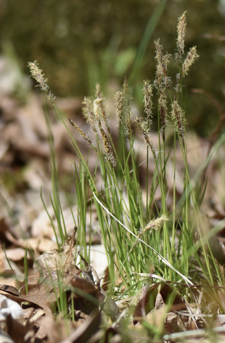 photo of Pennsylvania Sedge (Carex pensylvanica)