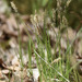 photo of Pennsylvania Sedge (Carex pensylvanica)