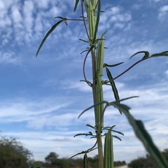 Sesamum triphyllum