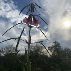 Sesamum triphyllum