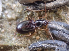 Paranchus albipes