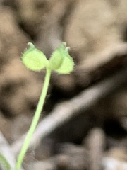Ranunculus hebecarpus