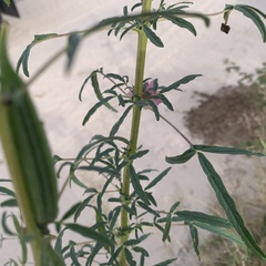 Sesamum triphyllum