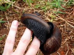 Lissachatina glutinosa
