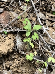 Ranunculus hebecarpus
