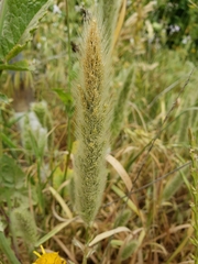 Polypogon interruptus